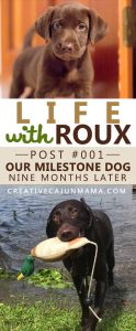 LIFE WITH ROUX #001: Our Milestone Dog | Creative Cajun Mama